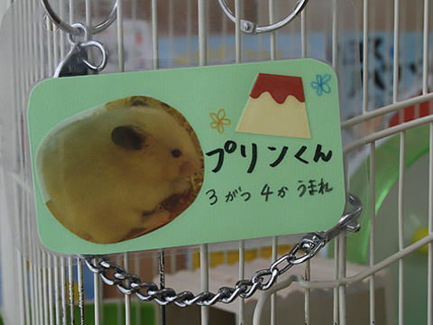 ハム君