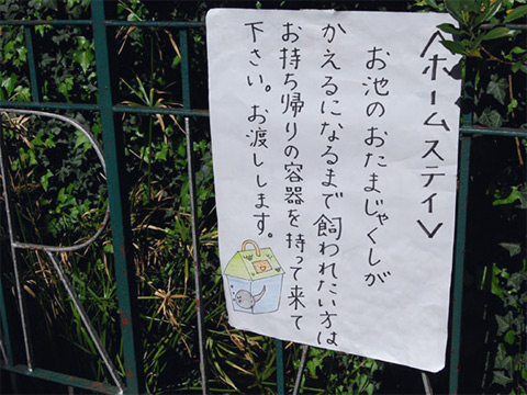 世田谷ヒキガエル