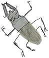 クワガタ